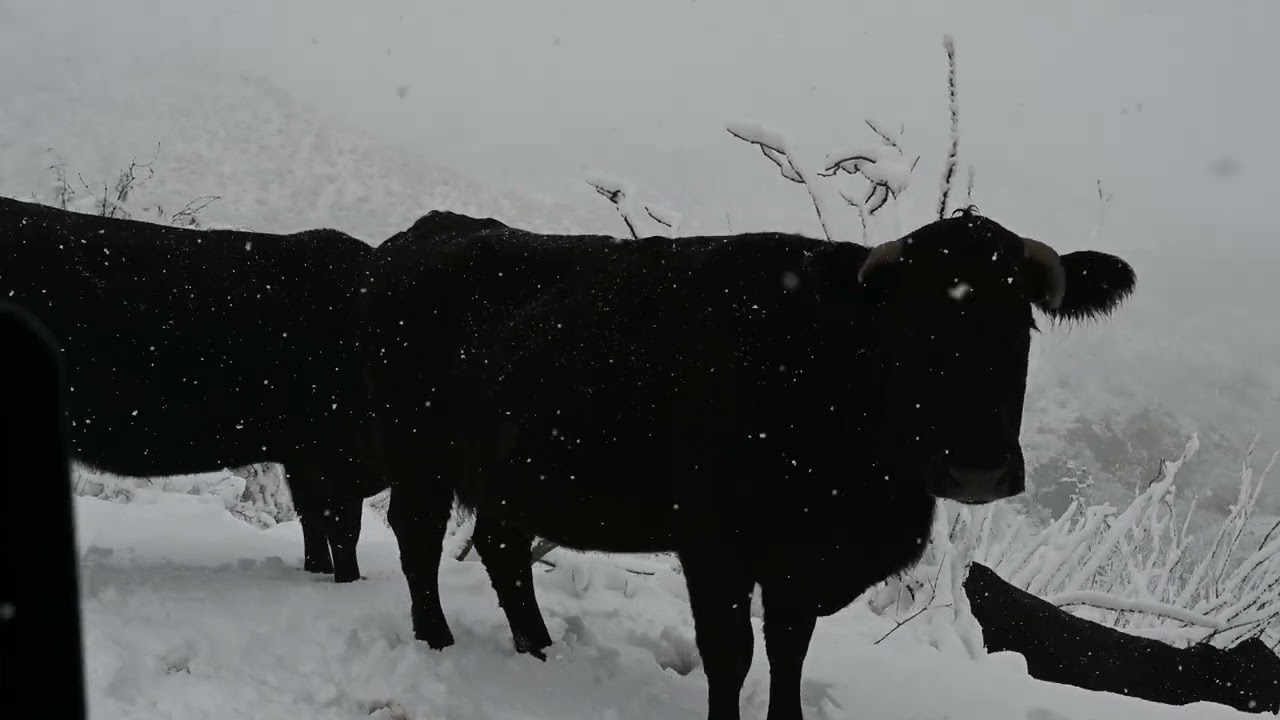 Cattle on Box Canyon Road in Southern Arizona