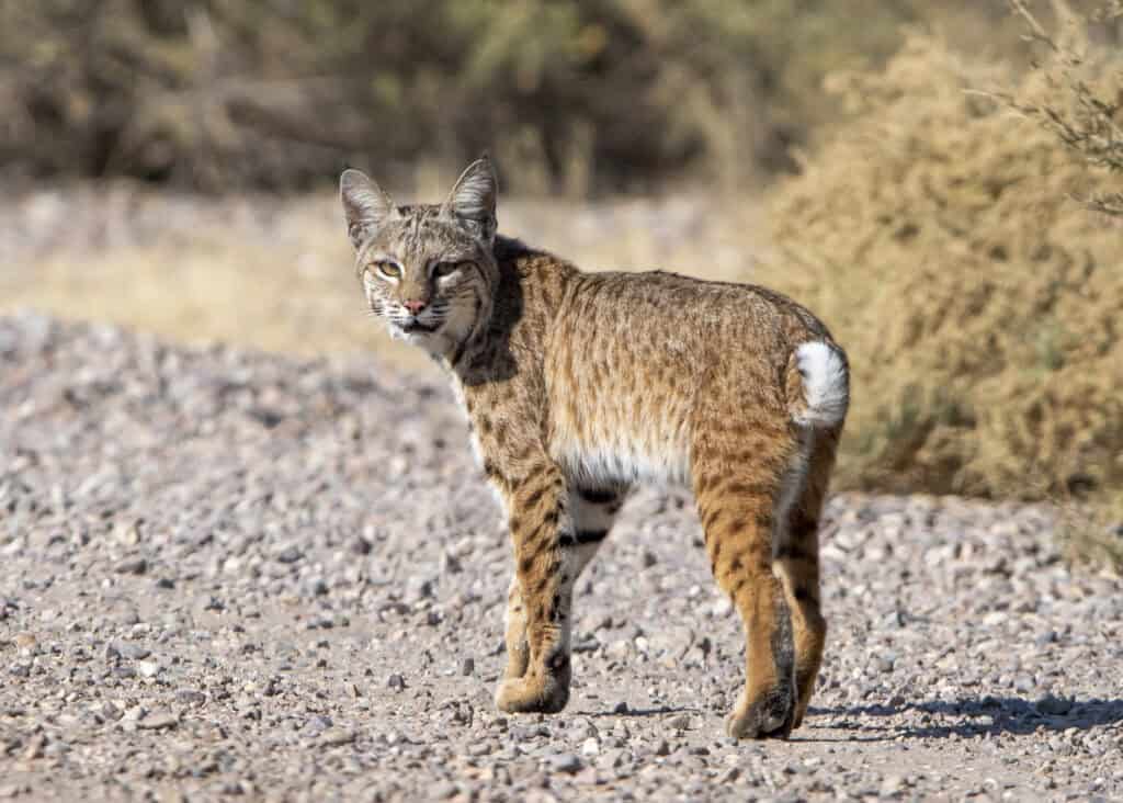 sweetwater wetlands bobcat
