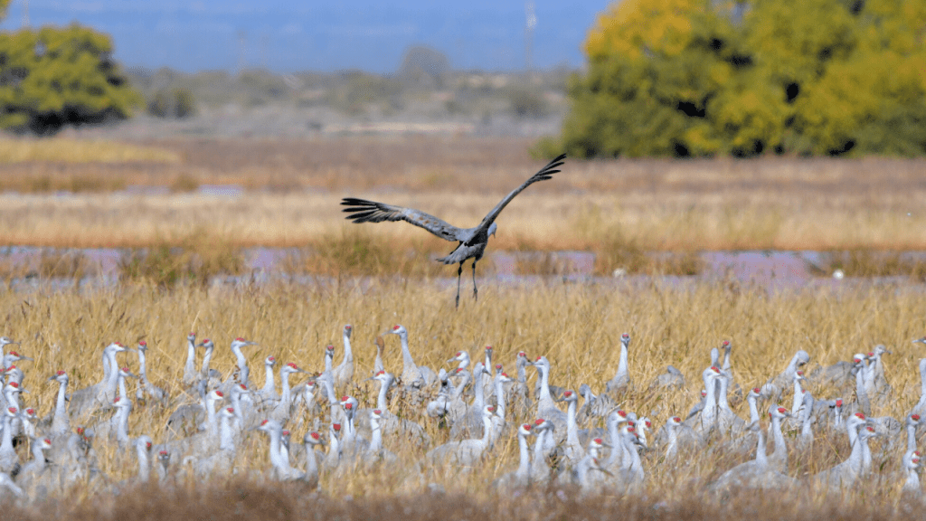 This Rough Road Leads To One Of Arizona’s Most Unbelievable Bird Spectacles 1 whitewater draw wildlife area sandhill cranes