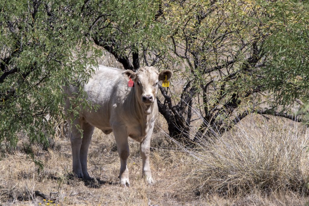 cow number 87