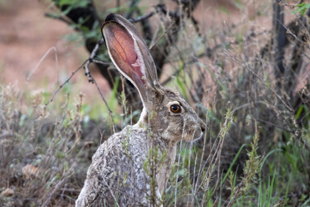 jack rabbit face