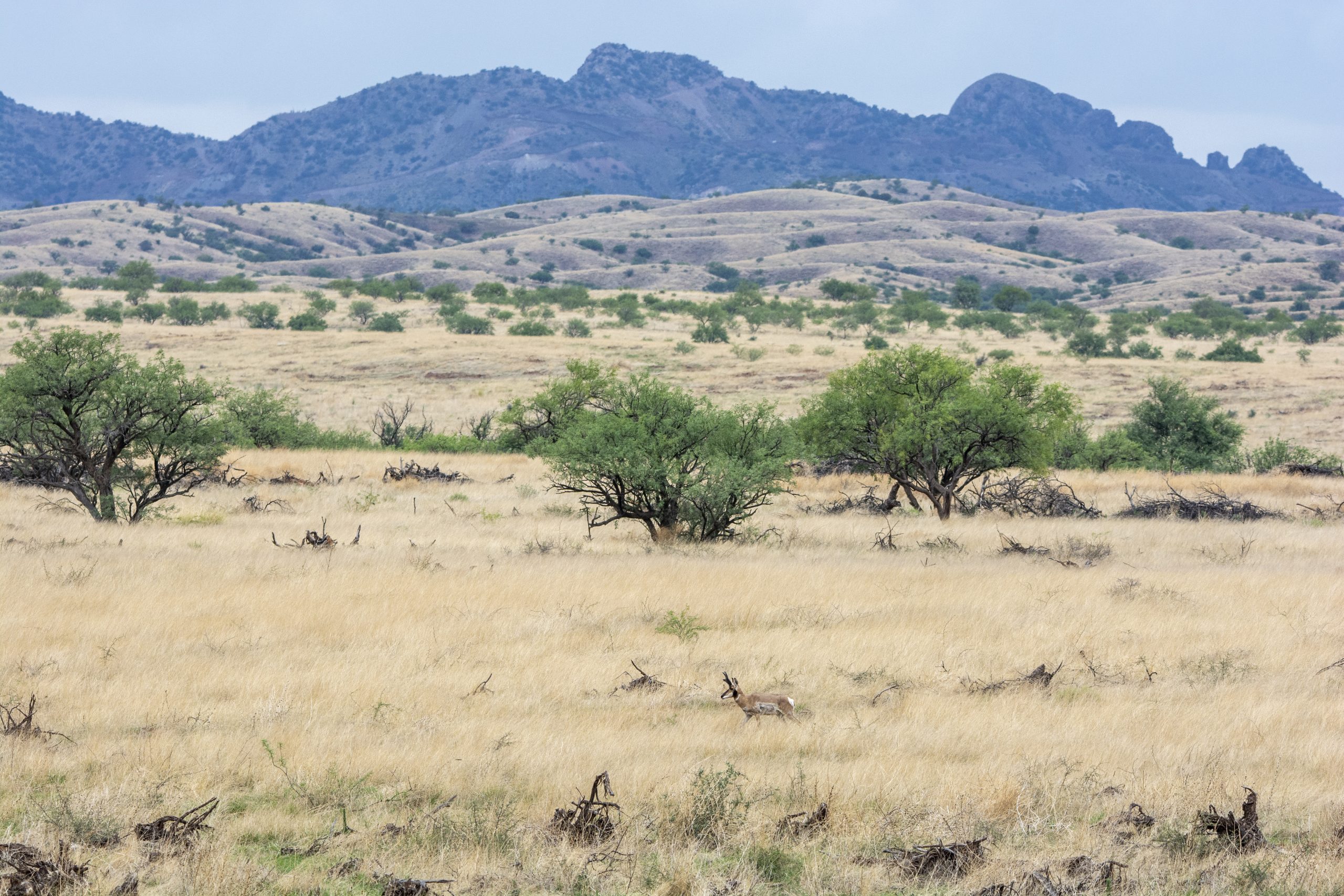 lone pronghorn buck at las cienegas scaled