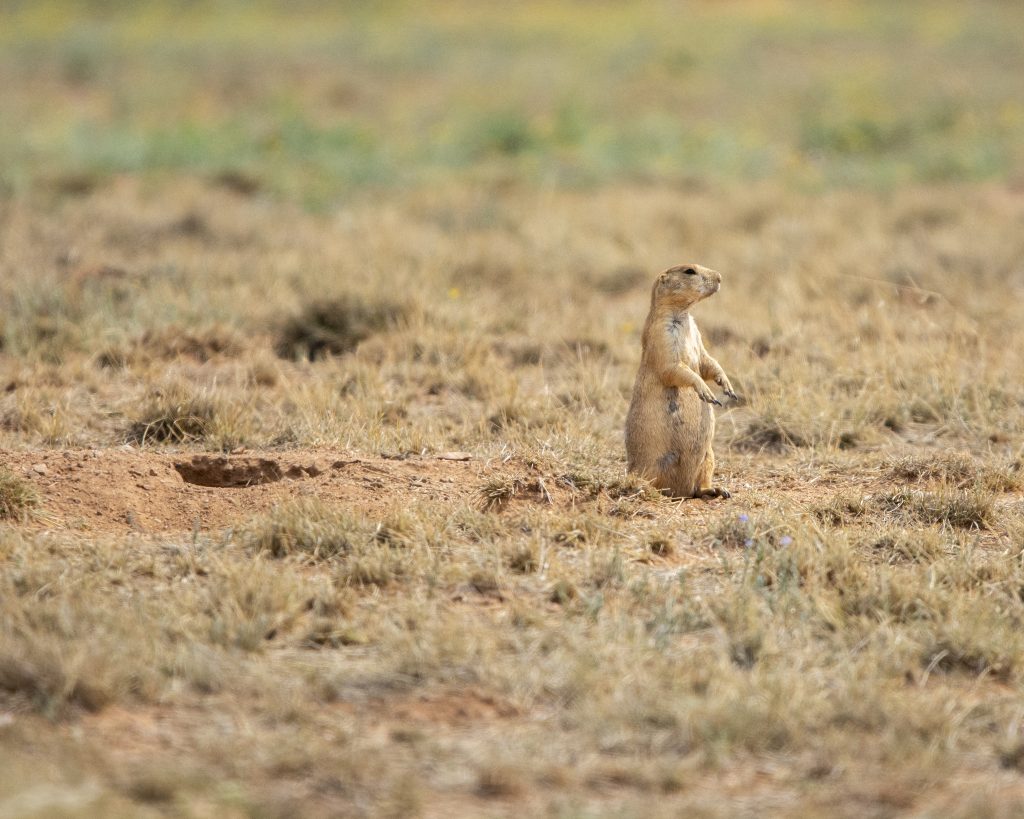prairie dog lookout