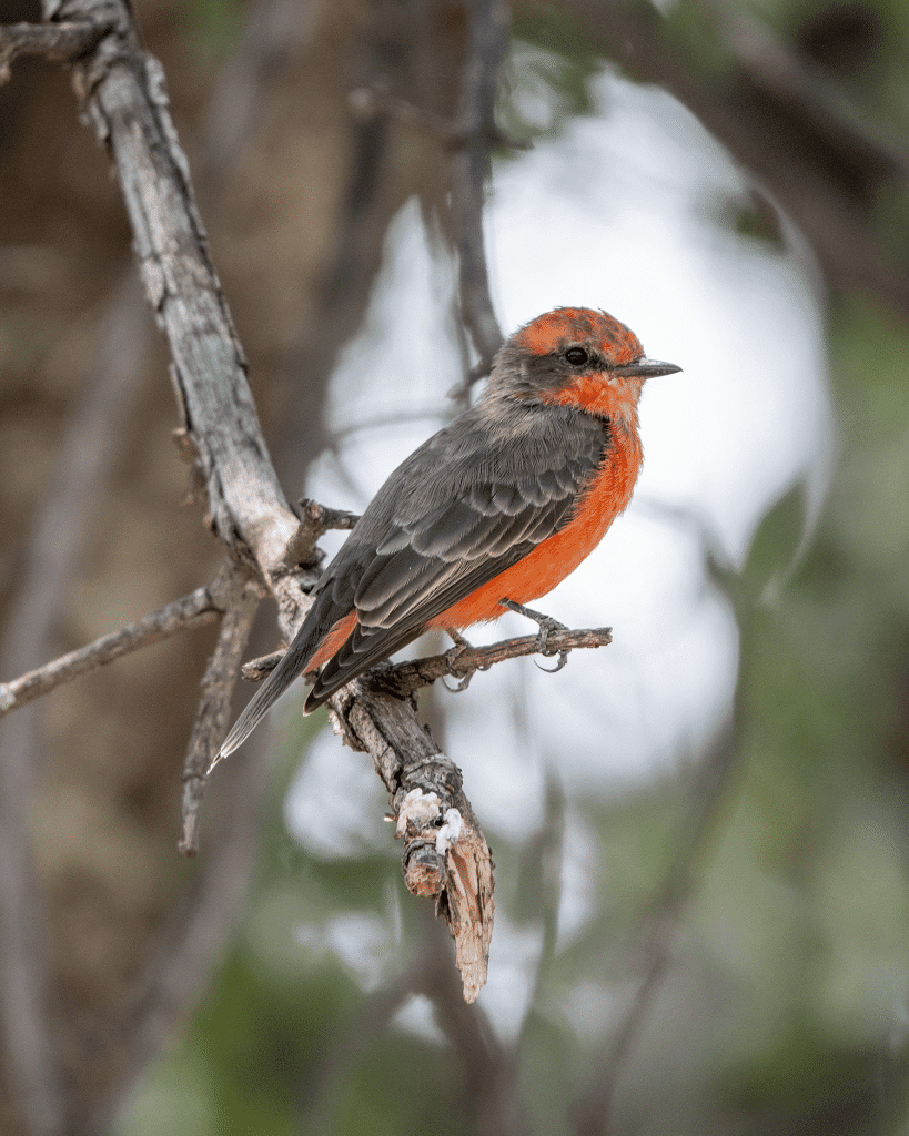vermilion flycatcher gardner canyon arizona