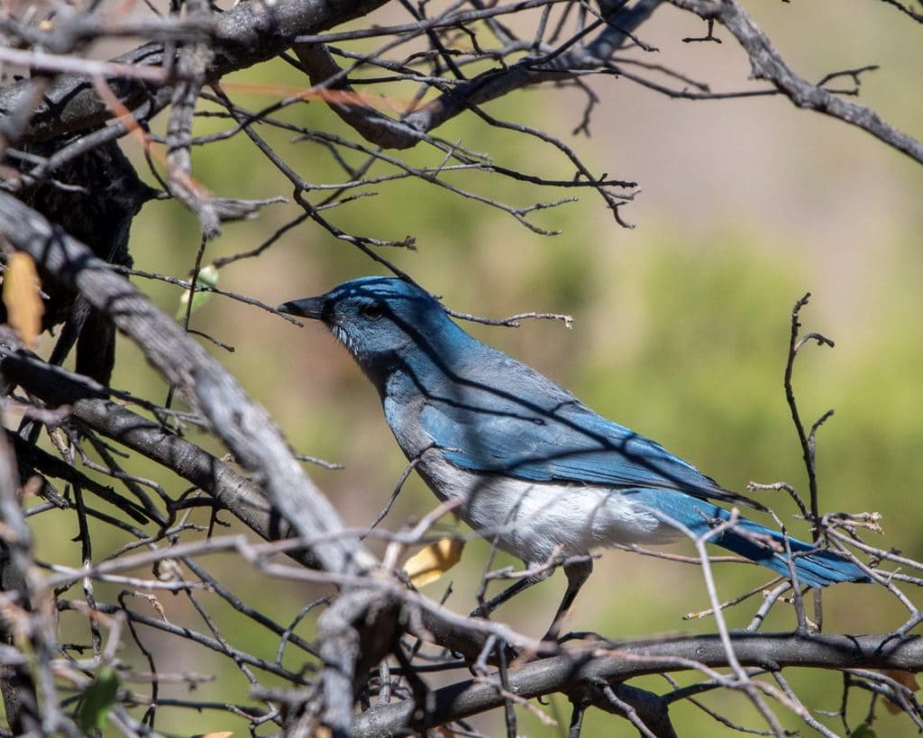mexican jay gardner canyon road arizona