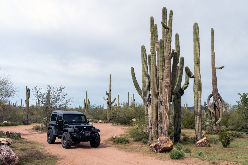 jeep and ironwood saguaros 2