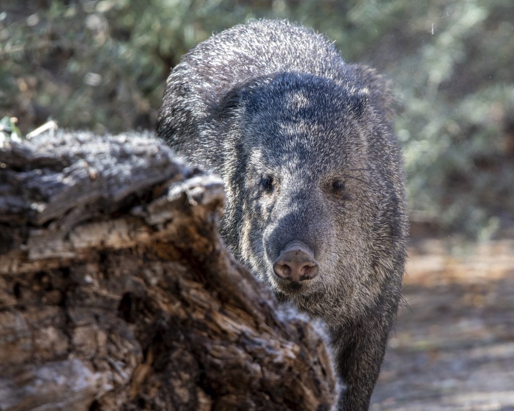Arizona Wildlife Safety Tips For Rvers And Outdoor Adventurers 3 javelina staredown