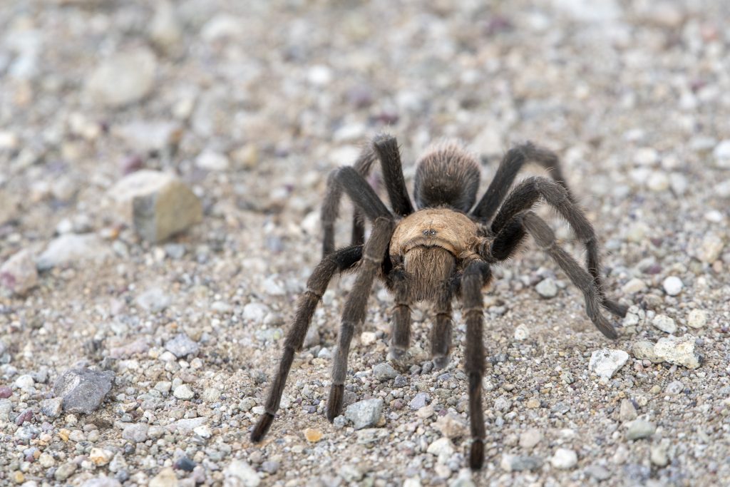 Arizona Wildlife Safety Tips For Rvers And Outdoor Adventurers 2 tarantula