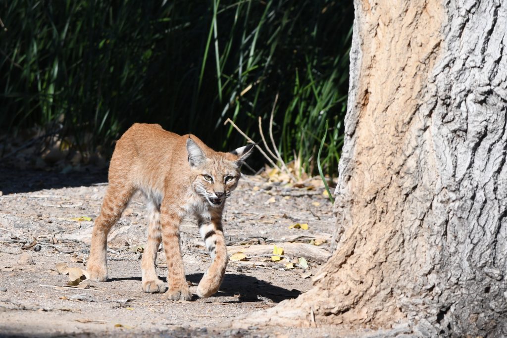 Arizona Wildlife Safety Tips For Rvers And Outdoor Adventurers 4 bobcat at sweetwater wetlands