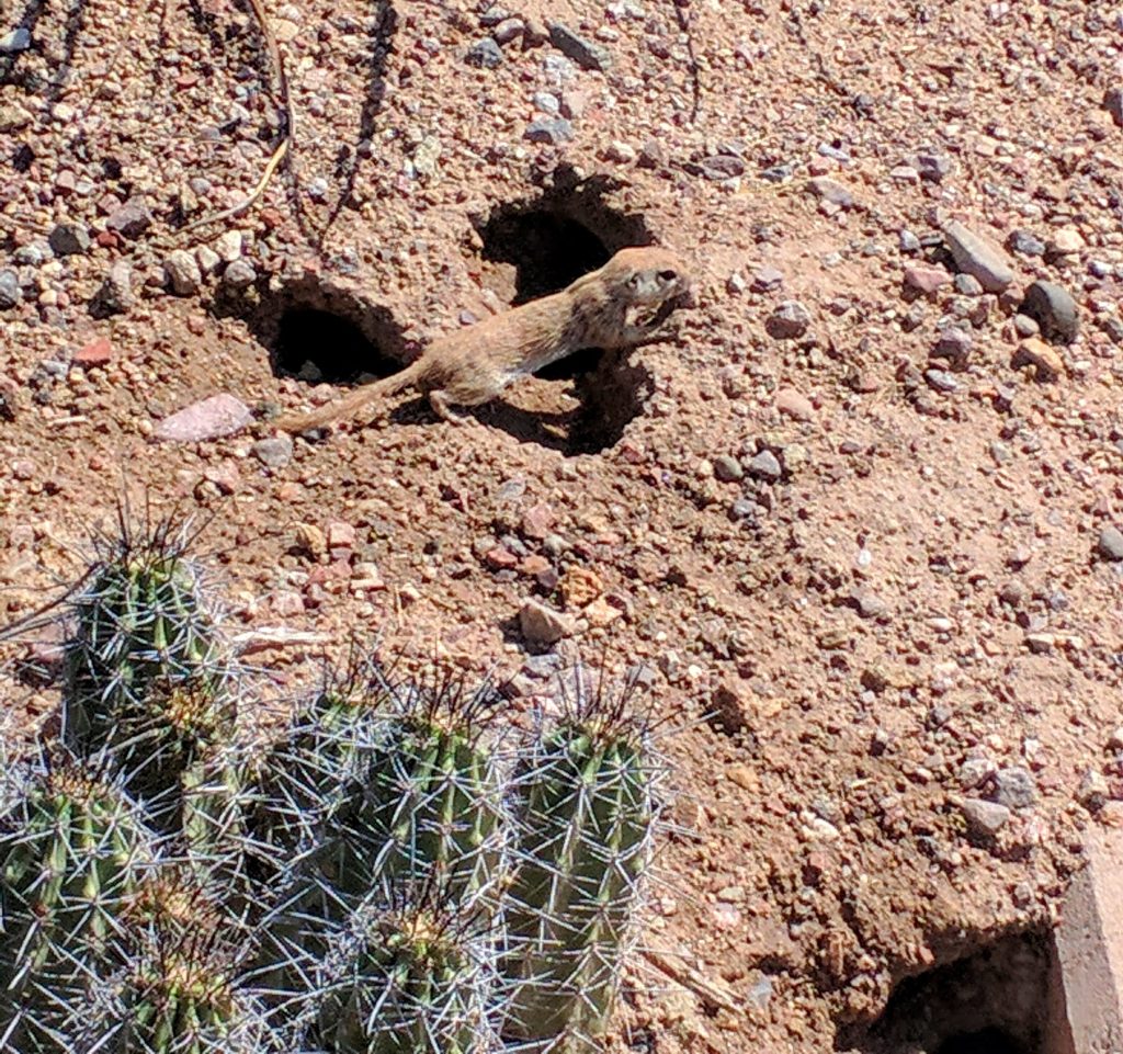 ground squirrel mission san xavier del bac