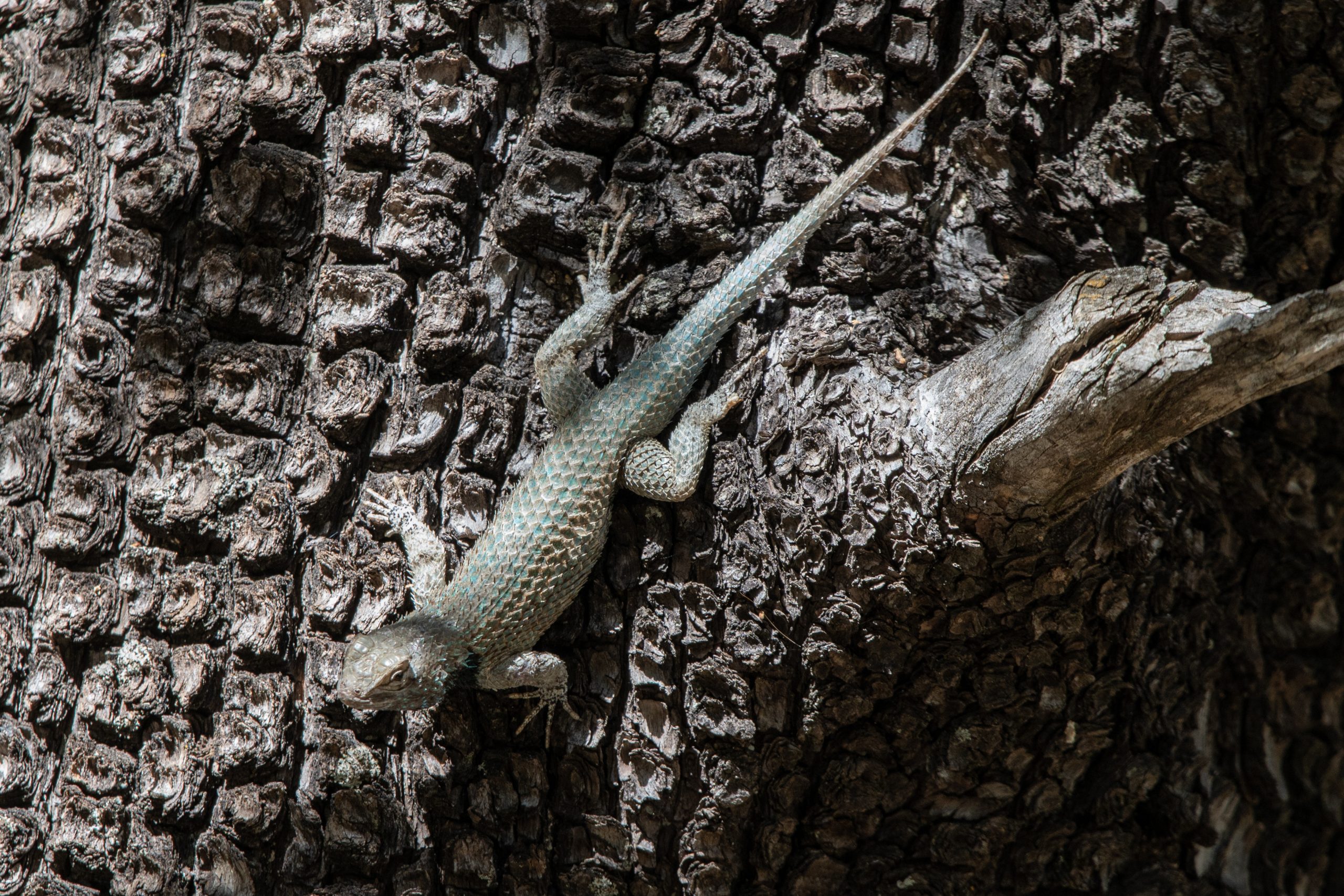 blue spiny lizard scaled