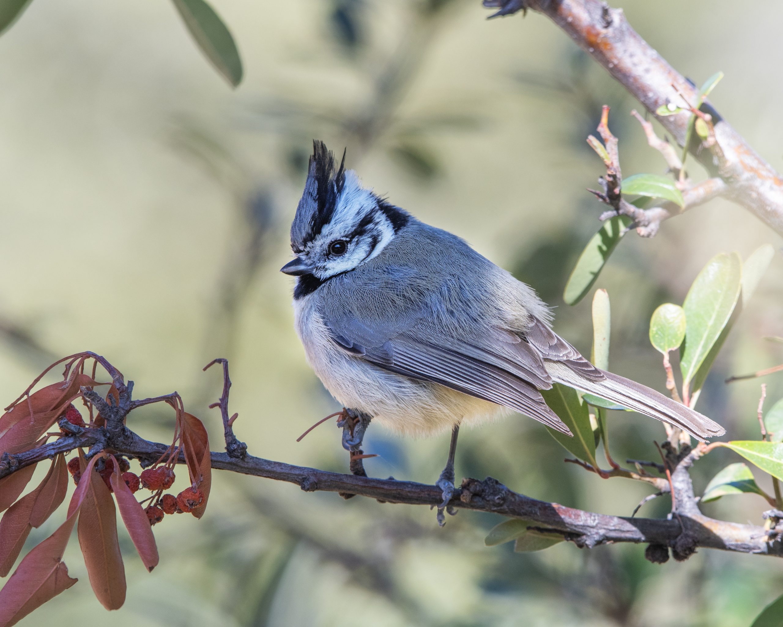 bridled titmouse scaled