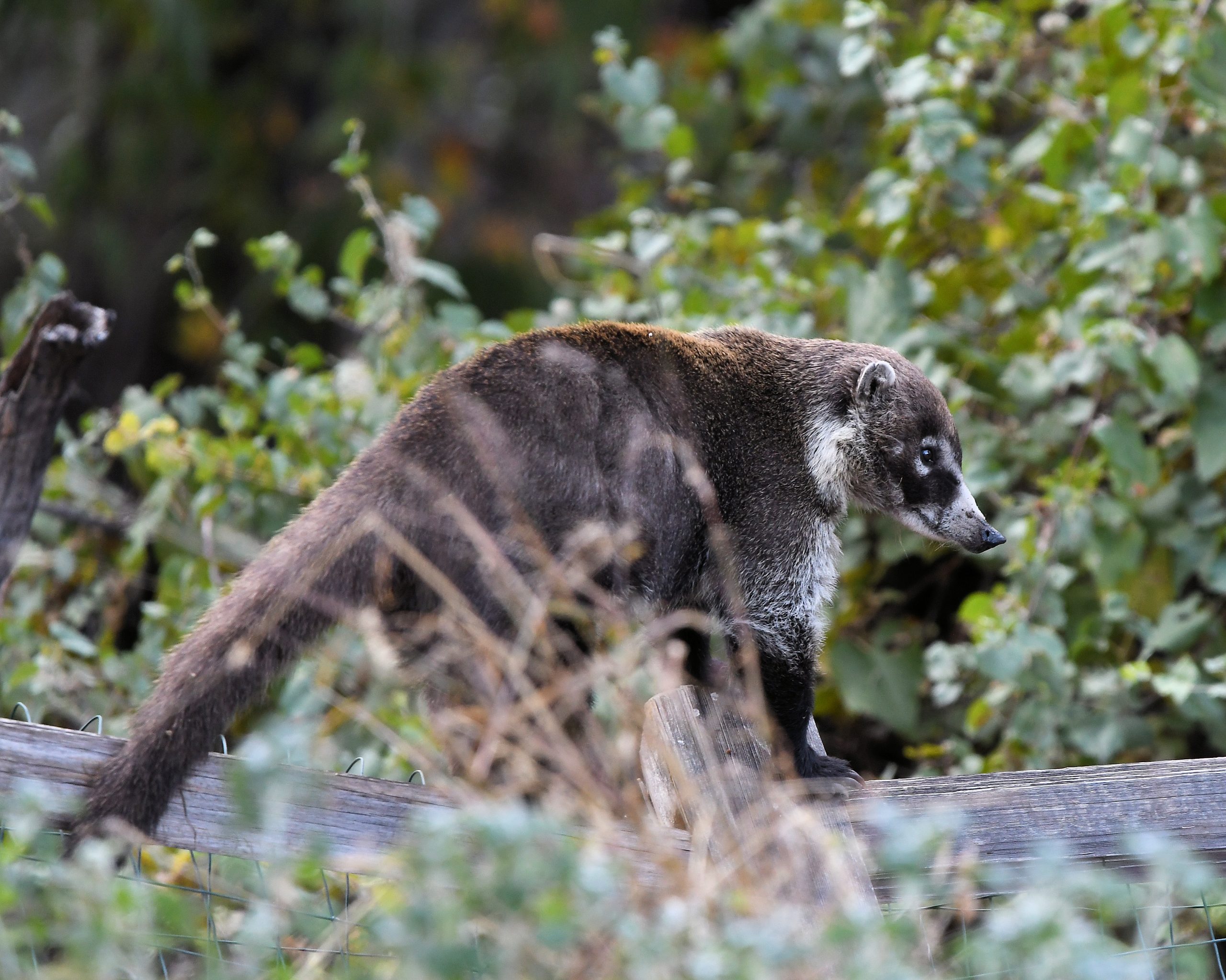 coatimundi scaled