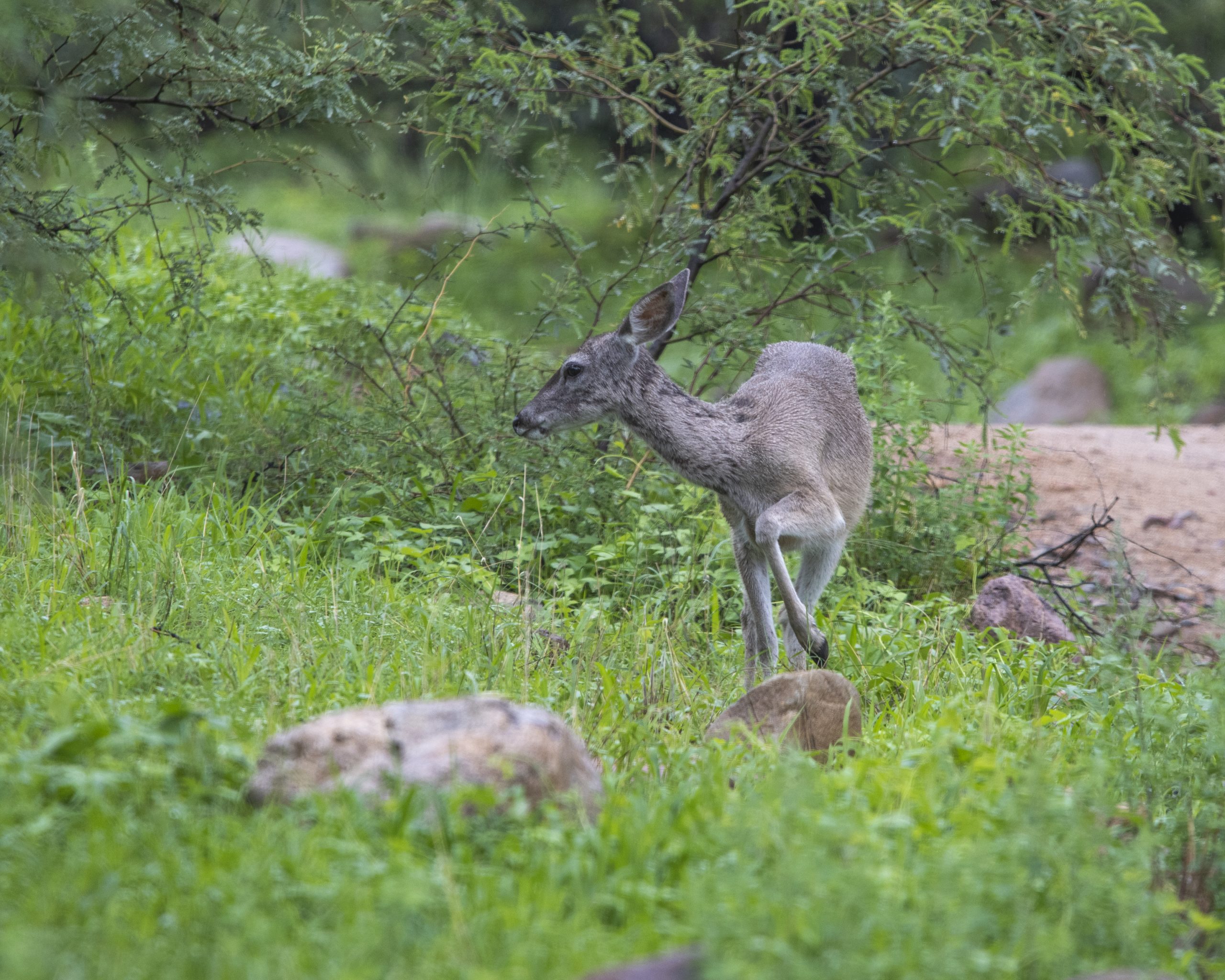 deer scaled
