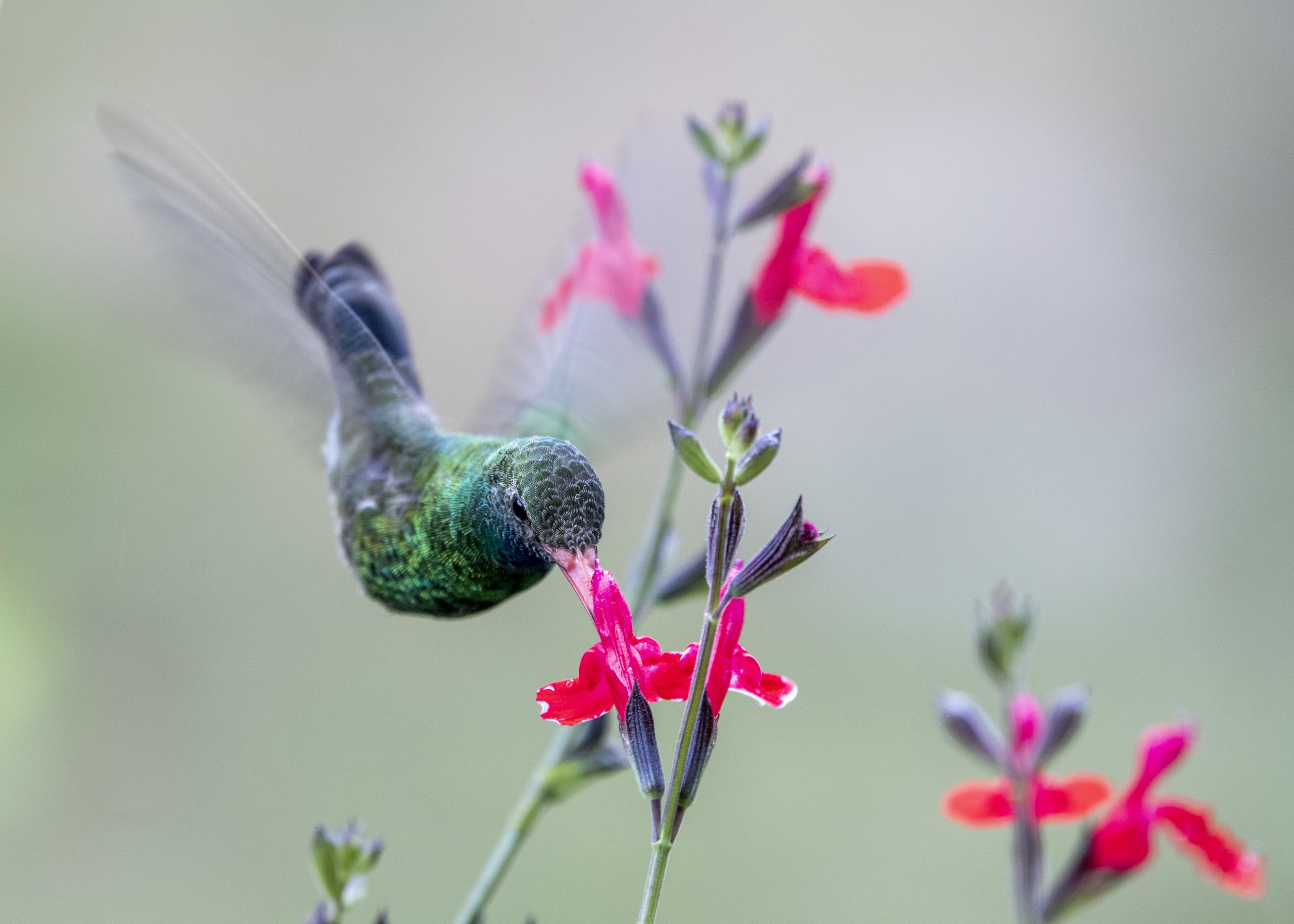 hummer in flight scaled
