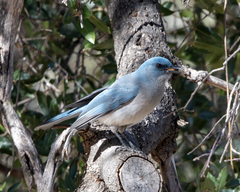jay nut