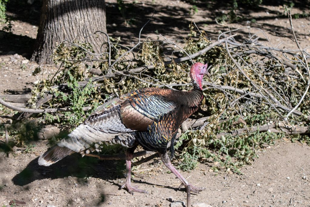 visitor center turkey