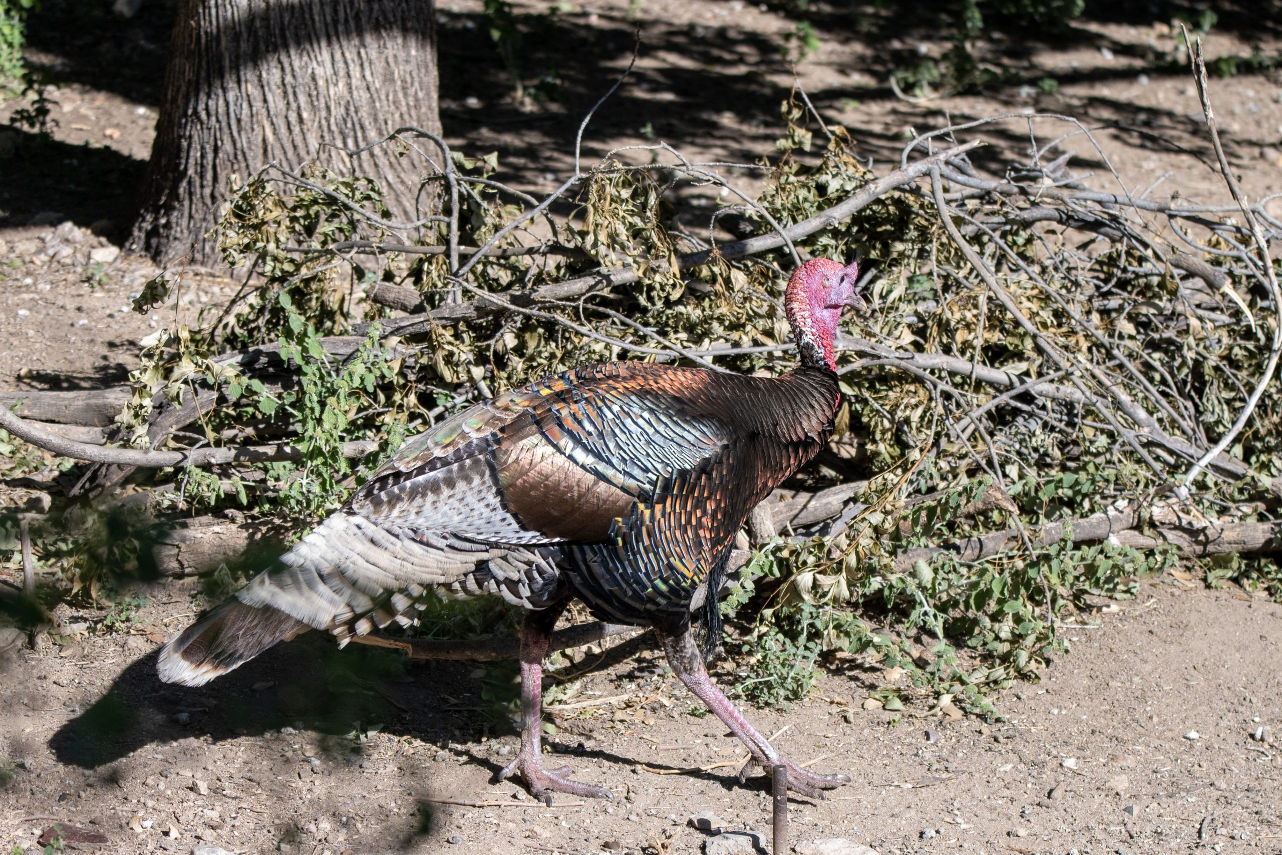 visitor center turkey scaled