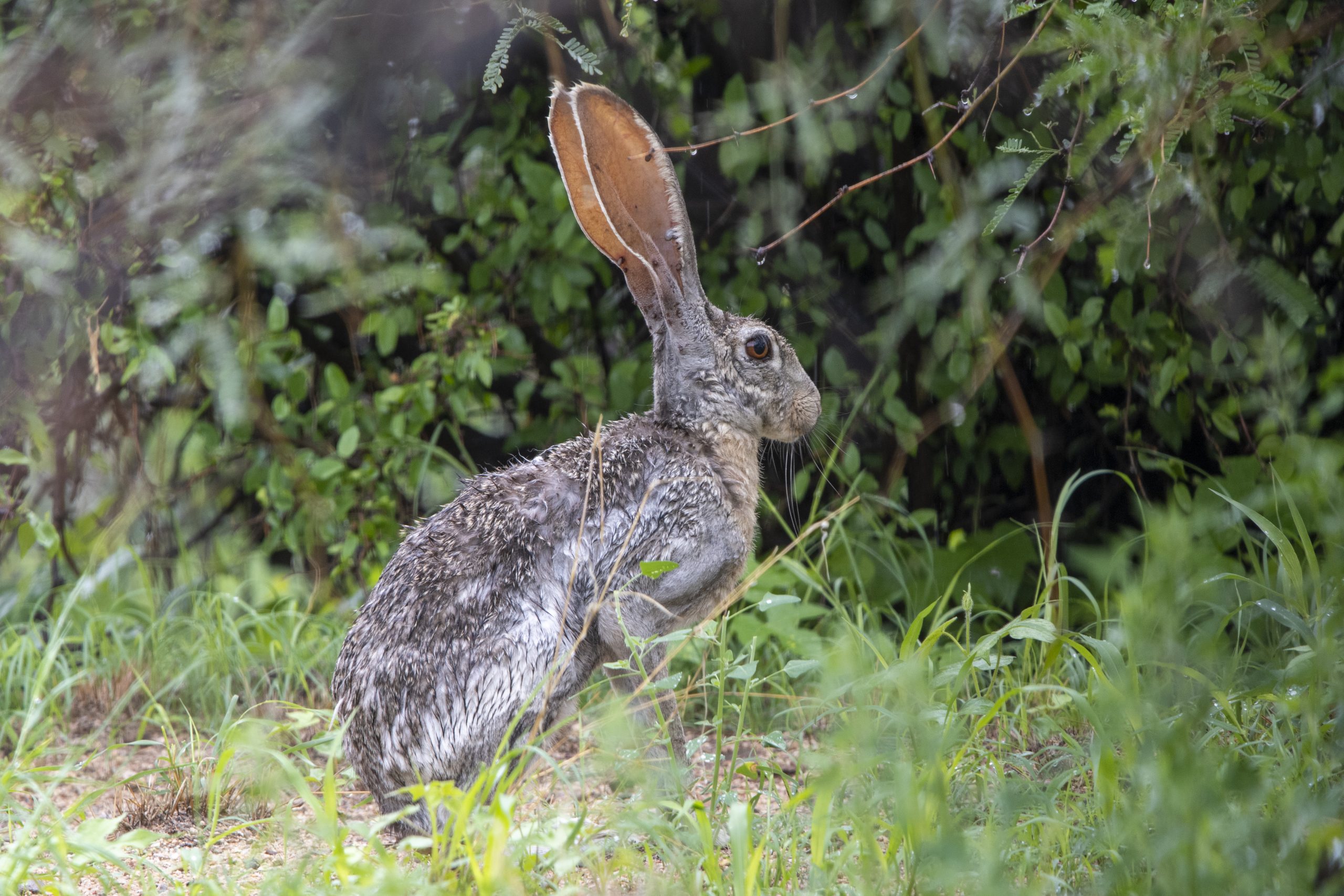 wet jackrabbit scaled