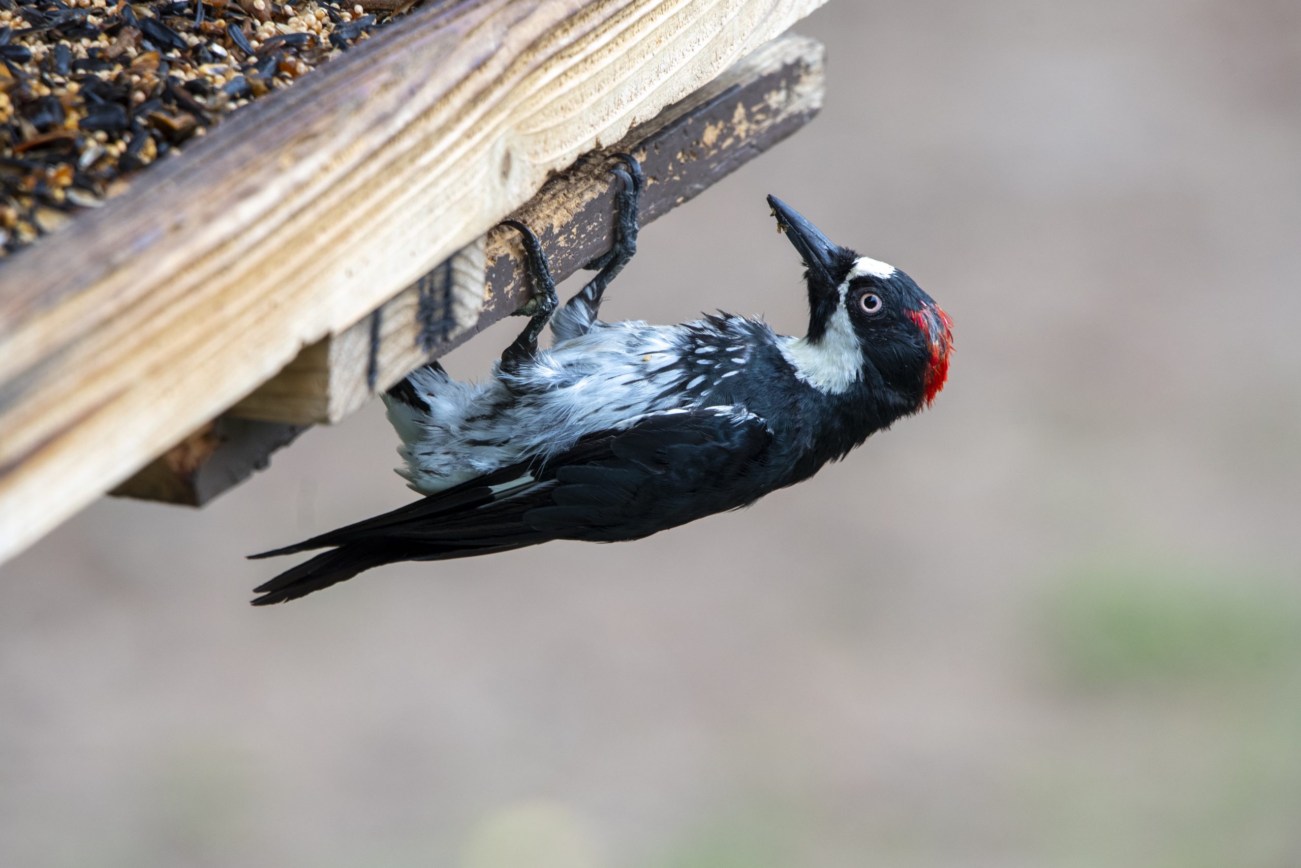 woodpecker scaled