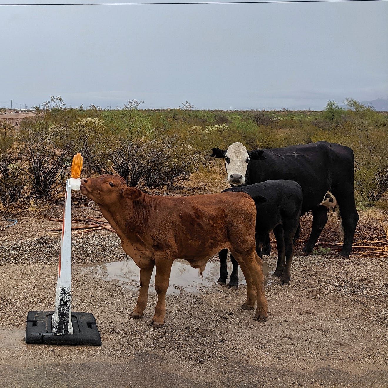After 9 Years Of Stationary Rv Living In Arizona, We'Re Buying A House 6